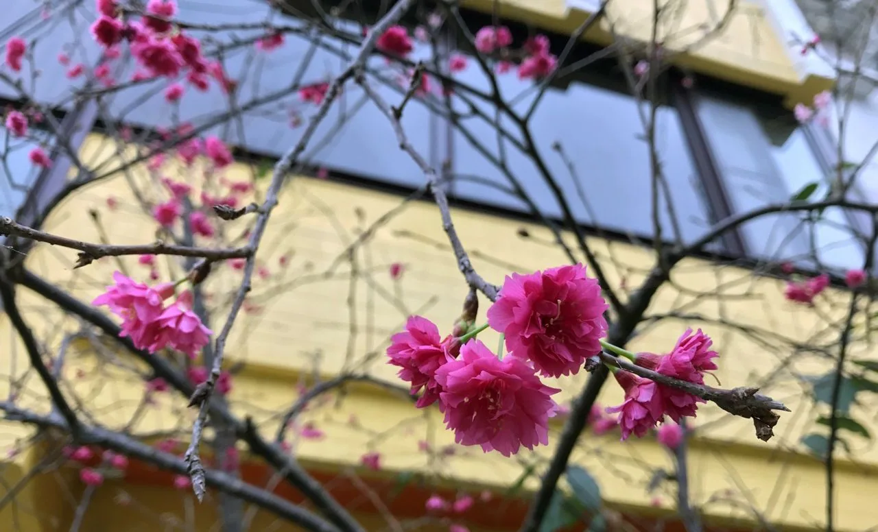 周邊:稻田、櫻花與一杯咖啡的窗