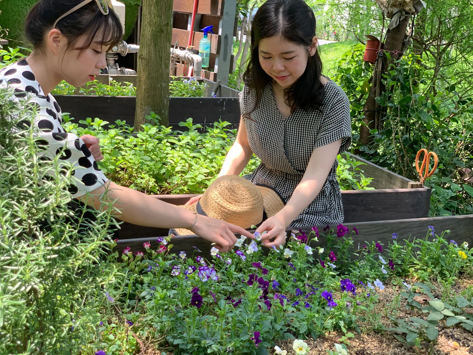 泳池、香草田與落羽松