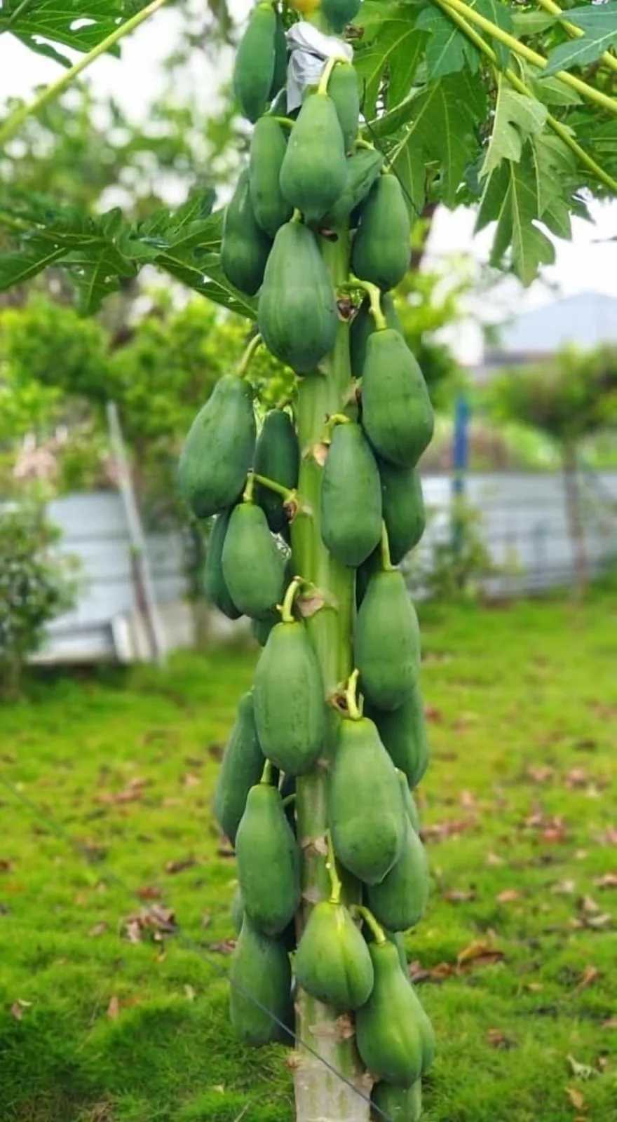 512木屋照片14