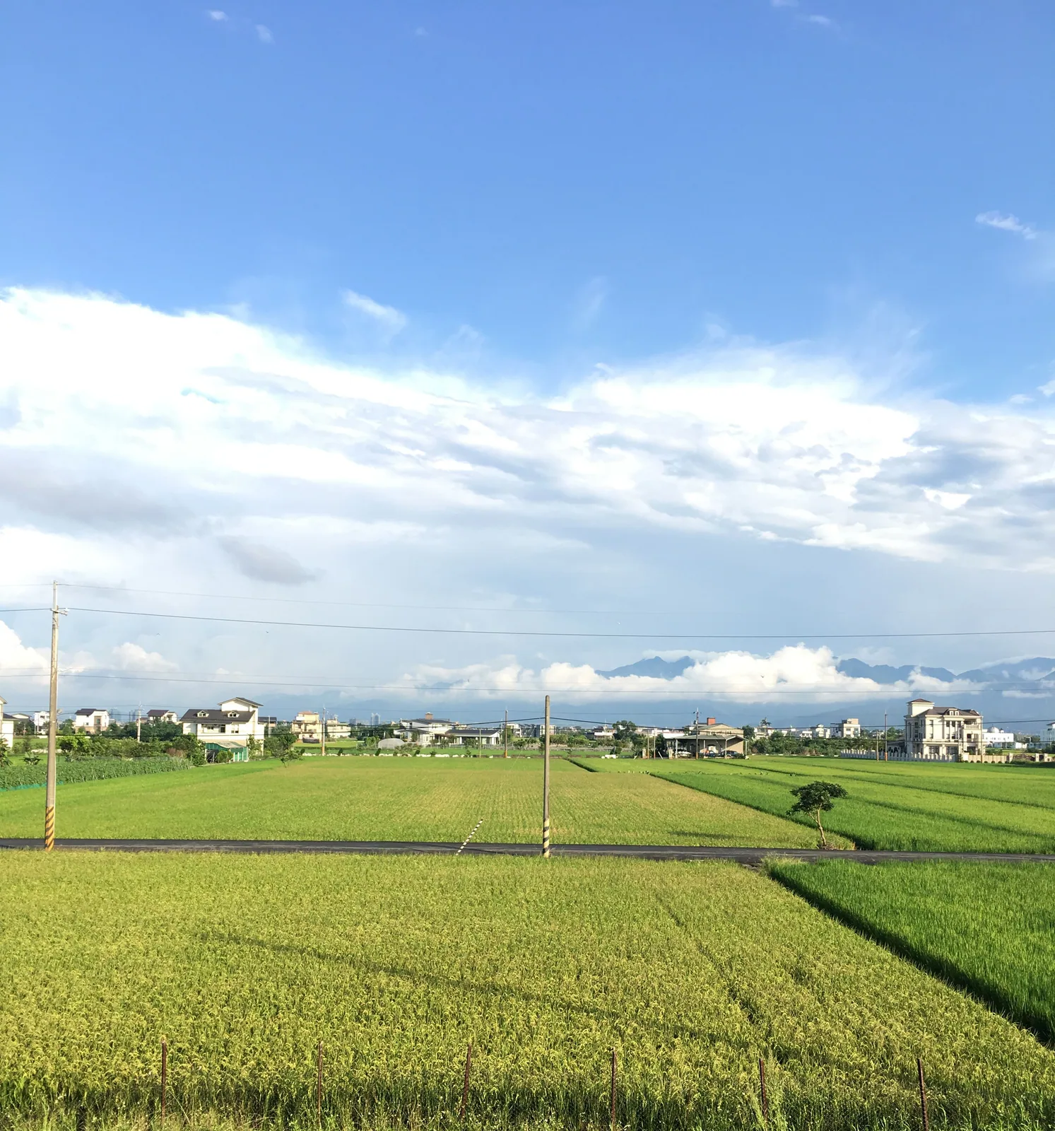 蓋在水田中間