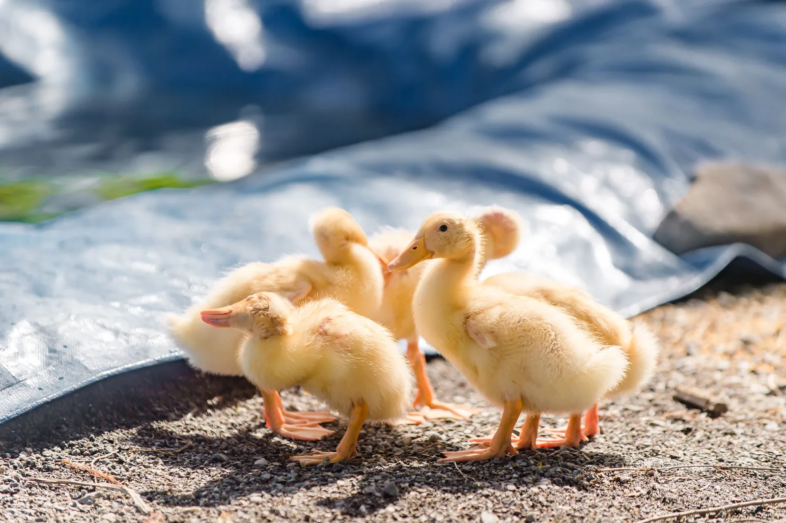 太平山旅居住宿照片 47